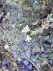 Euploca confertifolia