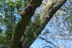 Dendrobium singaporense