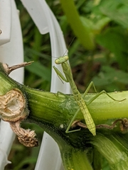 Stagmomantis carolina