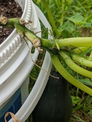 Stagmomantis carolina