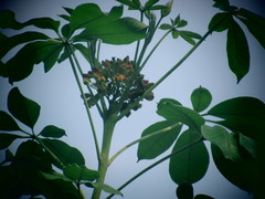 Godmania aesculifolia