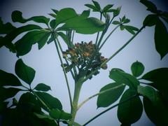 Godmania aesculifolia