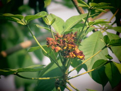 Godmania aesculifolia