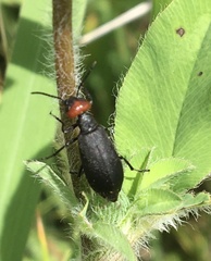 Epicauta atrata