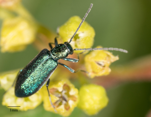 Oedemeridae