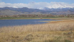 Haliaeetus leucocephalus