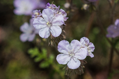 Phacelia vallis-mortae