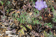 Phacelia vallis-mortae