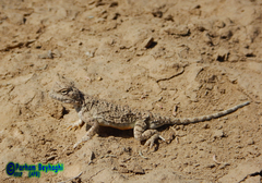 Phrynocephalus persicus