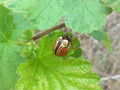 Calligrapha spiraeae