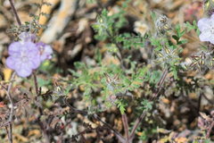 Phacelia vallis-mortae