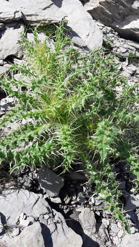Gladde distel (Cirsium glabrum)