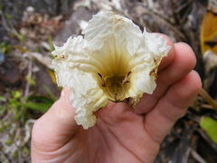 Tabebuia platyantha