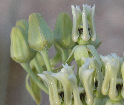 rush milkweed