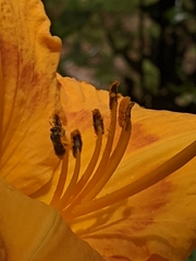 Megachilidae