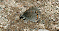 Coenonympha haydenii
