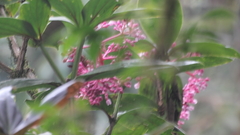 Medinilla speciosa