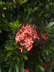Ixora