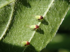 Calophya triozomima