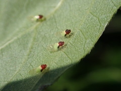 Calophya triozomima