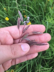 Bromus kalmii