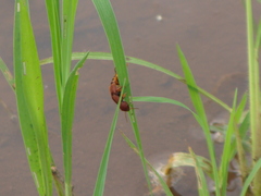 Platydracus maculiventris