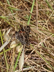 Vanessa virginiensis