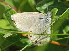 Coenonympha haydenii