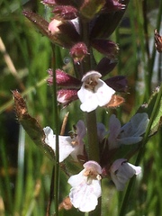 Stachys ajugoides