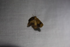 Nematocampa completa