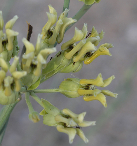 rush milkweed