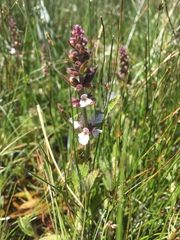Stachys ajugoides