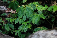 Elatostema macrophyllum