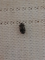 Trogoderma sternale aspericolle