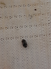 Trogoderma sternale aspericolle