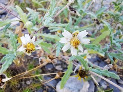 Melampodium cinereum