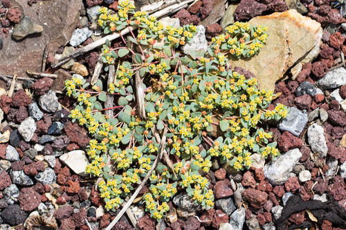 Pedilanthus fendleri Boiss. 3