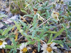 Melampodium cinereum