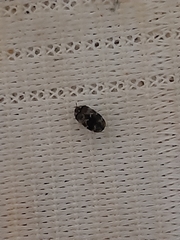 Trogoderma sternale aspericolle