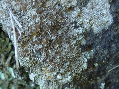 Lecanora pseudistera
