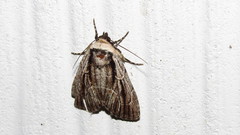 Sympistis badistriga