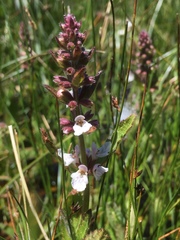 Stachys ajugoides