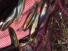 Richardsonius egregius