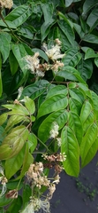 Albizia lucidior