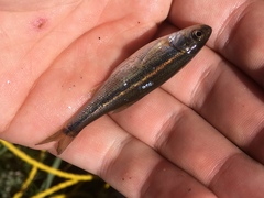 Richardsonius egregius