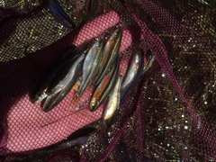 Richardsonius egregius