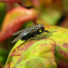 Xenocalliphora