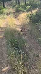 Dendragapus obscurus