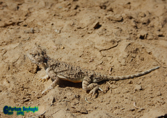 Phrynocephalus persicus
