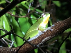 Litoria cooloolensis